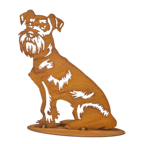 Schnauzer zittend